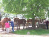 Belgian Horses on Amish Farm