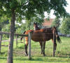 Driving horses used with Amish Buggies